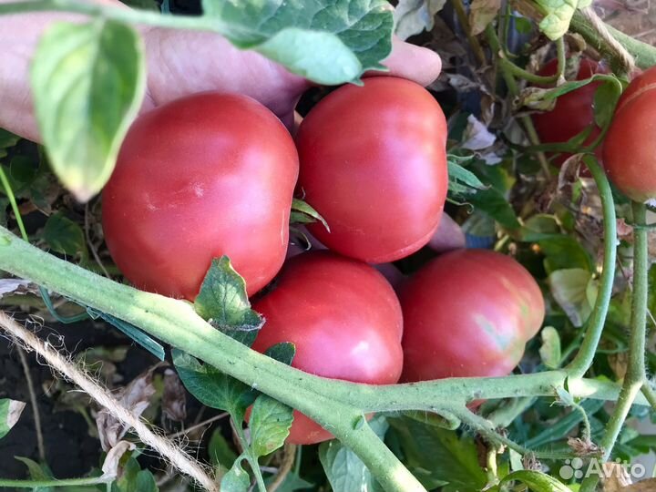 Семена советских сортов помидор