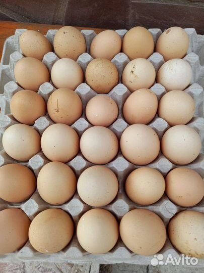 Мясо и яйцо домашней курицы