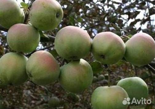 Саженцы яблони Апрельское