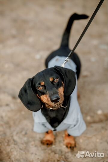 Вязка такса