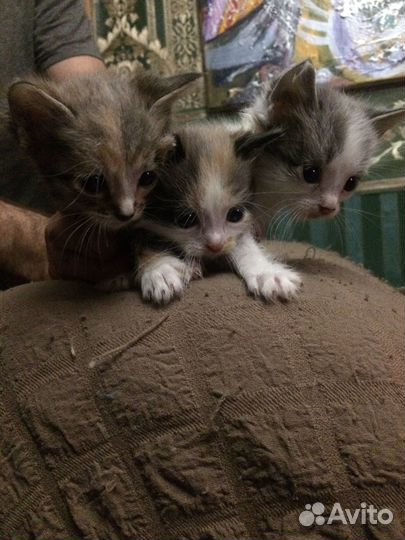 Отдам трехцветных малышек