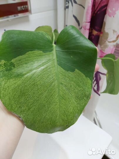 Монстера лемон минт lemon mint