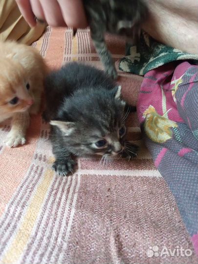 Кошка в дар бесплатно