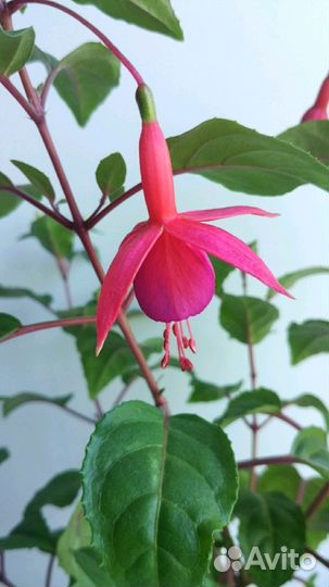 Отводки фуксии