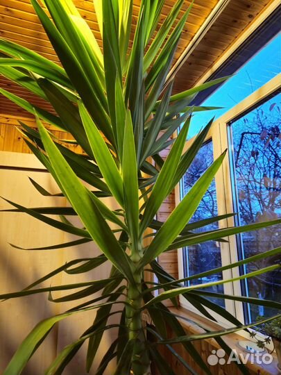 Пальма Юкка в горшке