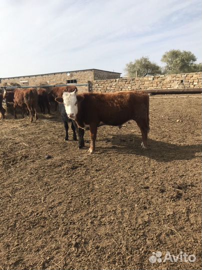 Бычки на откорм