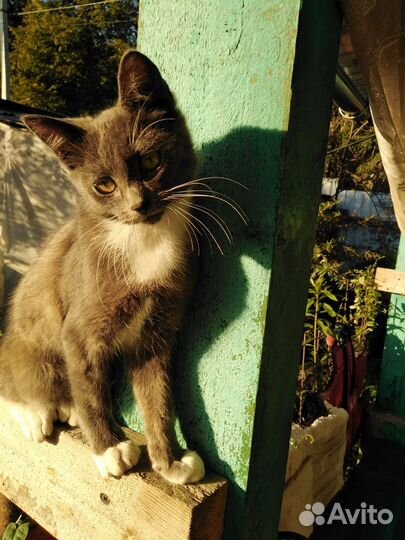 Кошки в дар