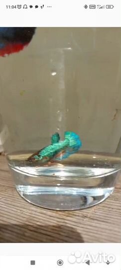 Рыбка петушок