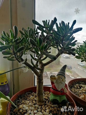 Крассула толстянка аихризон сансевиерия