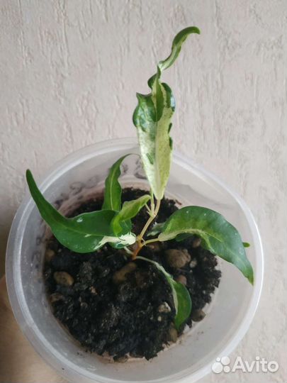 Фикус Бенджамина, сорт Керли