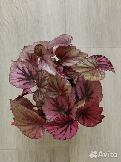 Бегония королевская