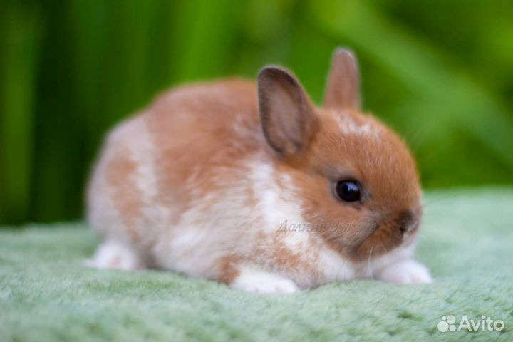 Кролик минор декоративный 200 грамм