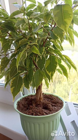 Фикус бенджамина плетеный