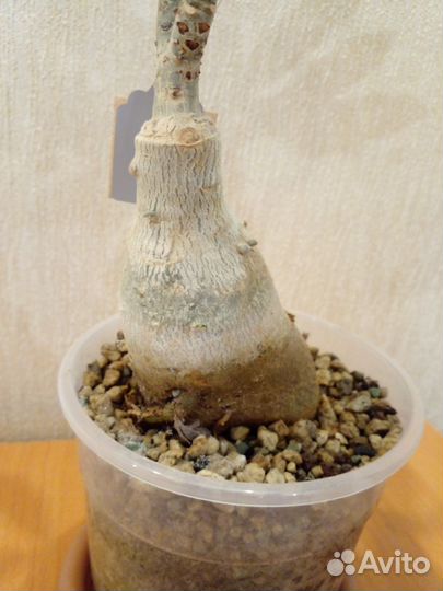 Адениум Da Khuc