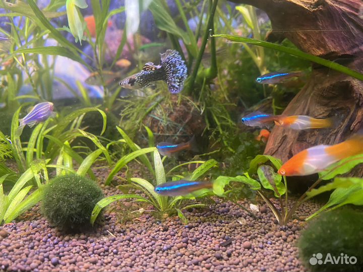 Ноены синие,данио гло