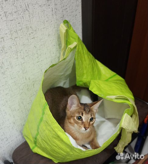 Абиссинская кошка