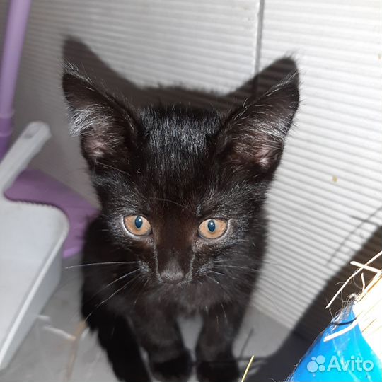 Котята мейн-кун метис