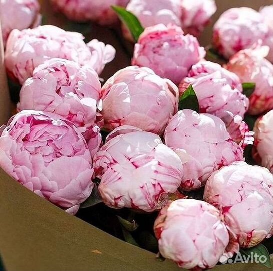 Пионы Букет пионов Доставка цветов