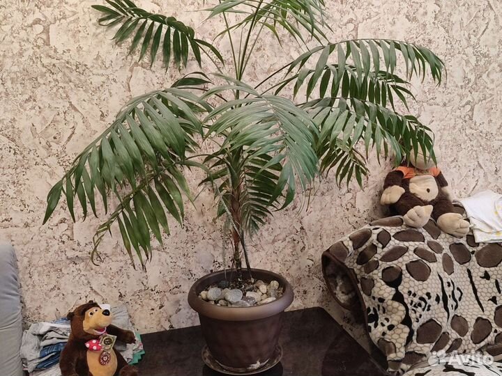 Пальма хамедорея 1,5м комнатные растения
