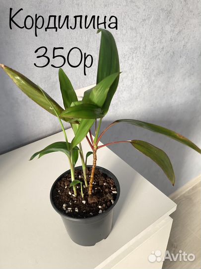 Сингониум Аглаонема алоказия калатея