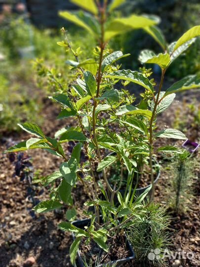 Подвой абрикоса, барбарис, спиреи, кизильник