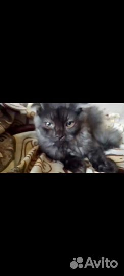 Кошки