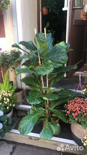 Фикус Лирата