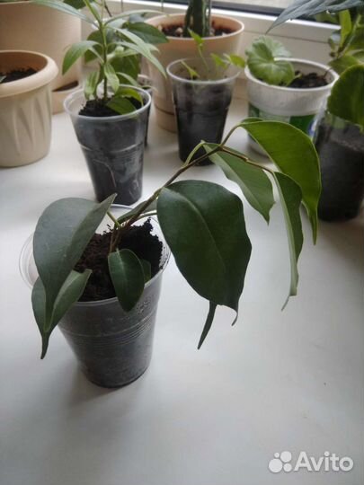 Олеандр,фикус Бенджамина, крассула