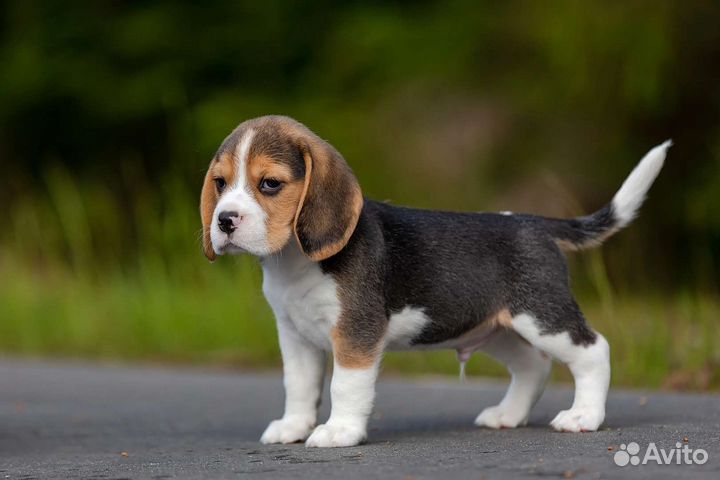 Щенки бигль - кобель