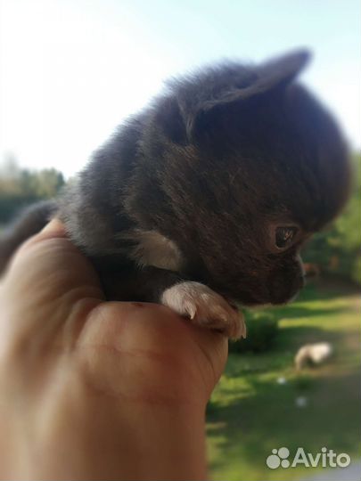 Чихуахуа мини мини мальчик