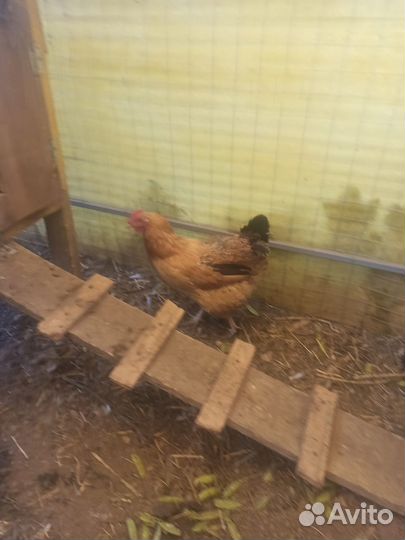 Инкубационное яйцо