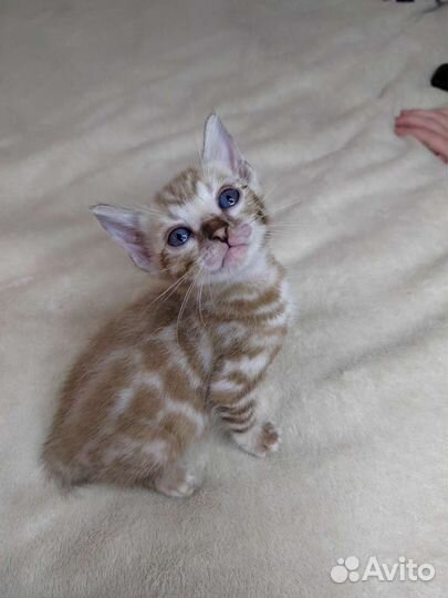 Бенгальский котенок