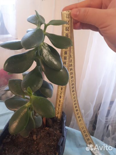 Толстянка,денежное дерево