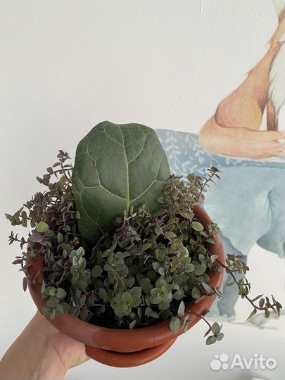 Фикус лирата и Коллизия