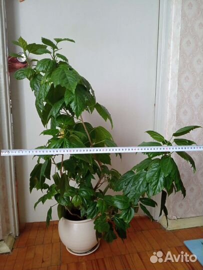 Гибискус сортовый взрослый