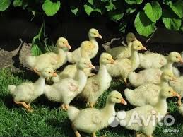Продам гусят