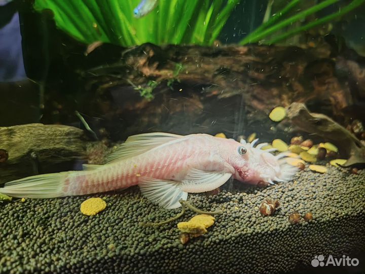 Эхинодорус амазонский