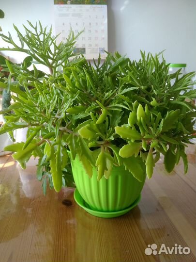 Каланхоэ рассечённое