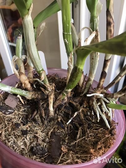 Орхидея каттлея