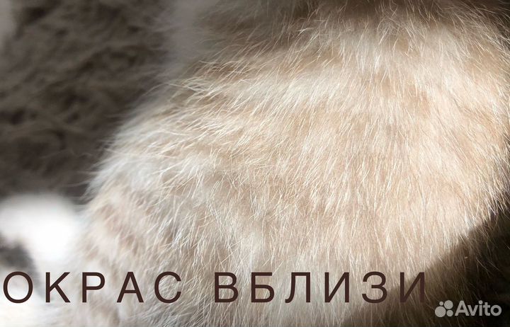 Пятнистые шиншиллы