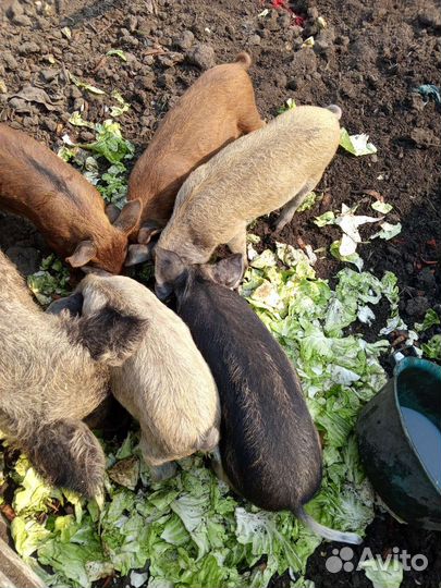 Поросята Венгерская мангалица