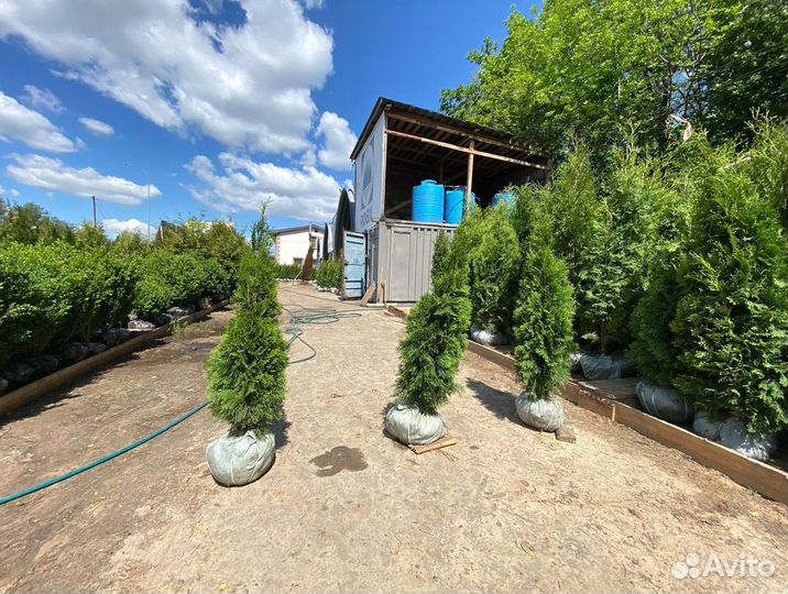 Туя Смарагд