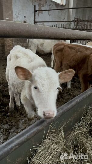 Бычки и телка