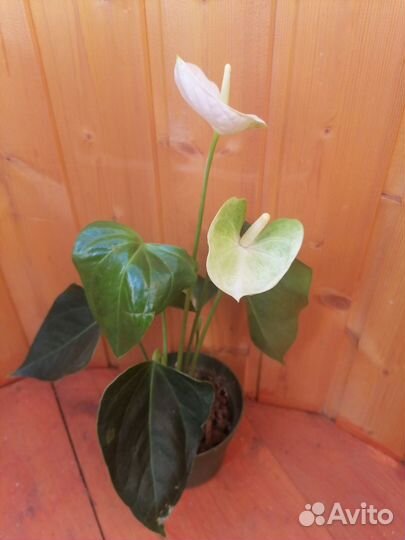 Антуриум Элидо белый