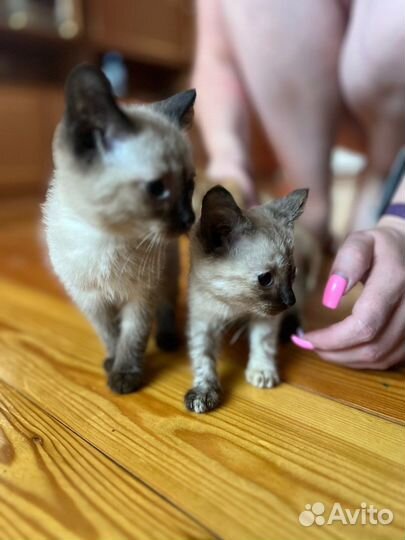 Отдам котят в добрые руки бесплатно