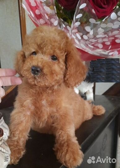 Щенки миниатюрного пуделя