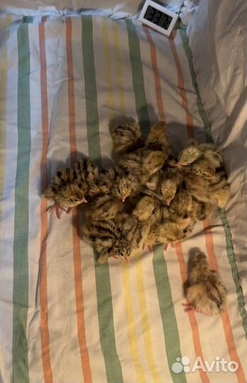 Перепела суточные