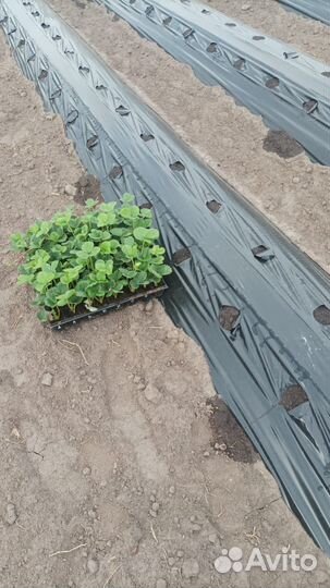 Рассада клубники зарубежных сортов