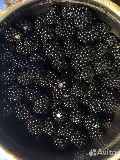Ежевика куст