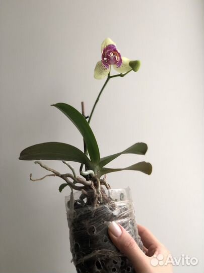 Орхидея спот леопард трилипс
